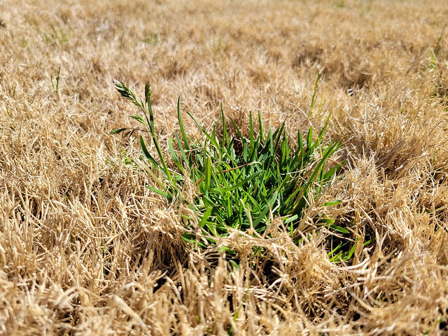 Weed Control How to Get Rid of Annual Poa Grass Weeds